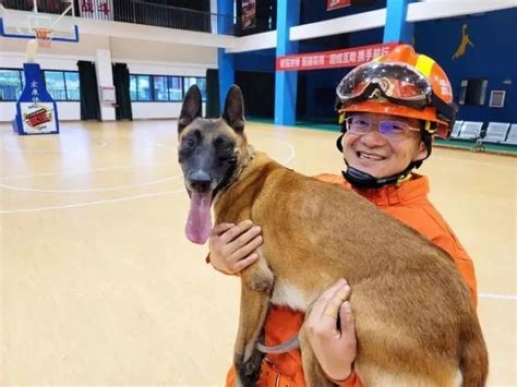 搜救犬训导员：犬力出击，大显神通 腾讯新闻