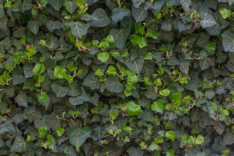 Best Soil For English Ivy Potting Soil