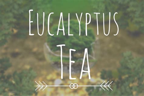 A Guide To Eucalyptus Tea And Its Benefits Shelgo Tea