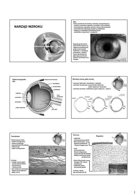 1 NarzĄd Wzroku