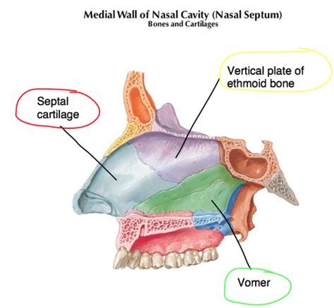 Nasal Cavity Flashcards Quizlet