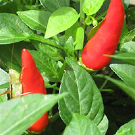 Super Chili Pepper Seminis