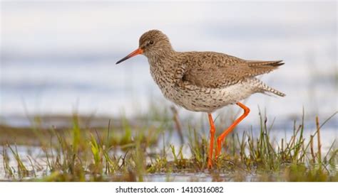 4,912 Redshank Images, Stock Photos, 3D objects, & Vectors | Shutterstock