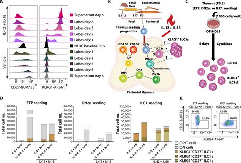 Type 1 Immunity Enables Neonatal Thymic ILC1 Production Science Advances