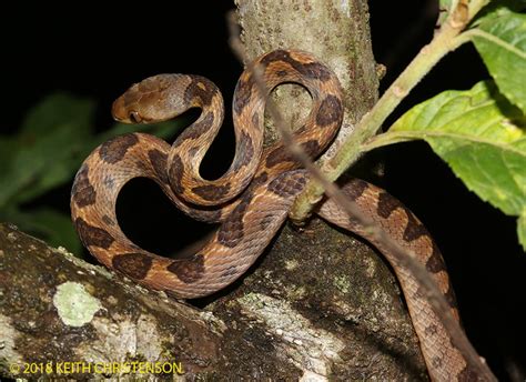 Northern Cat Eyed Snake Leptodeira Septrentrionalis Tropicalbats