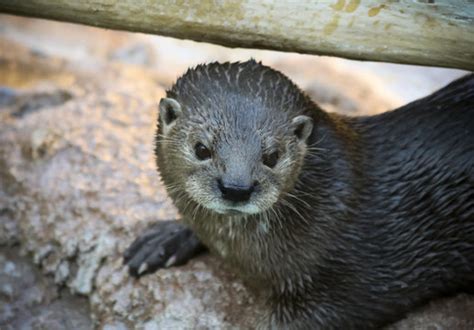 "River Otter" Images – Browse 48 Stock Photos, Vectors, and Video ...