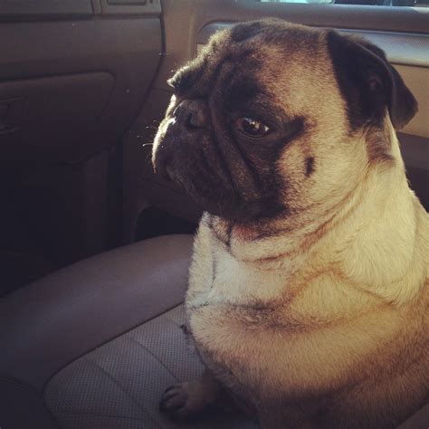 Pugs can be very serious at times : pugs