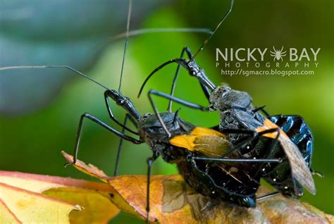 Assassin Bug Sycanus Sp Dsc8155 Flickr