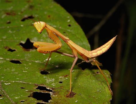 Praying Mantis Nymph Praying Mantis Nymph Puer