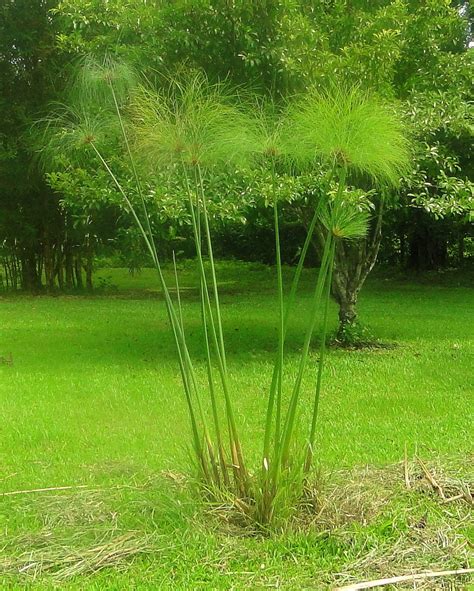 Papiro Plantas Acu Ticas Invasoras M Xico Inaturalist