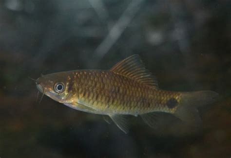 genus osteochilus inaturalist united kingdom
