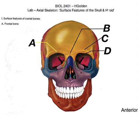 frontal bone Diagram | Quizlet