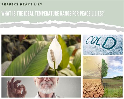 What Is The Ideal Temperature Range For Peace Lilies? - Perfect Peace Lily