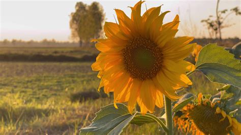 Sunflower at sunset 17691769 Stock Video at Vecteezy