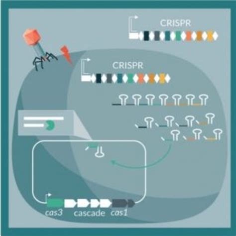 The Crispr Answer To Antibiotic Resistance Biotechniques