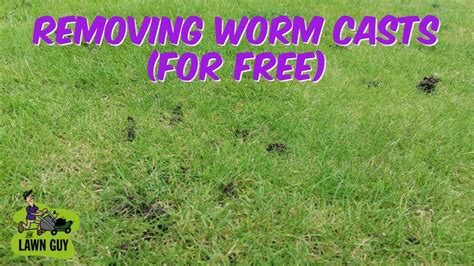 How To Remove Worm Casts For Free Youtube