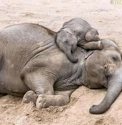 mom and baby Elephant : r/cute