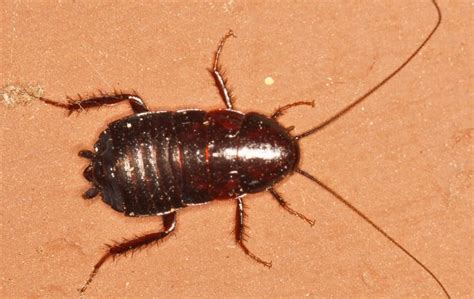 A Guide To Cockroach Identification In Baltimore And Dc Miche Pest Control