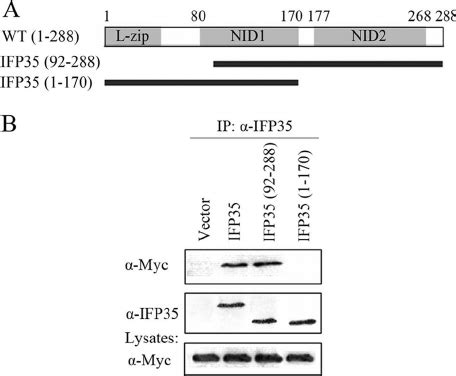 Identification Of The Btas Domain Responsible For Binding To Ifp A