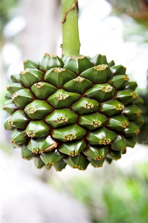 Mangrove fruit — Stock Photo © kovalvs #4657126