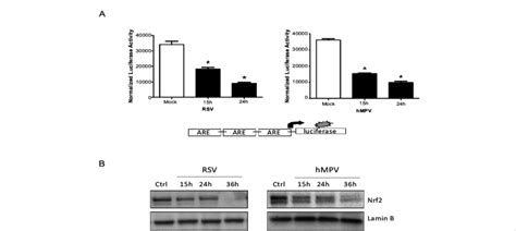 Rsv And Hmpv Infection Modulates Are Dependent Gene Transcription A