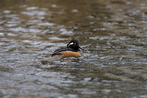 Hooded Merganser Photos, Download The BEST Free Hooded Merganser Stock Photos & HD Images