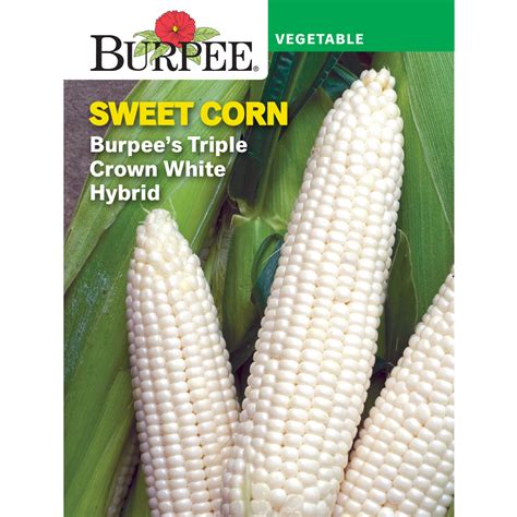 Honey Select Hybrid Triplesweet Corn Garden Seeds Treated 1 Lb