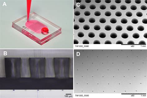 A Microfluidic Platform For High Throughput Single Cell Isolation And