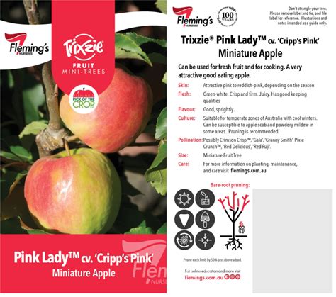 APPLE Pink Lady Trixzie Cripp S Pink Echuca Moama Plant Farm