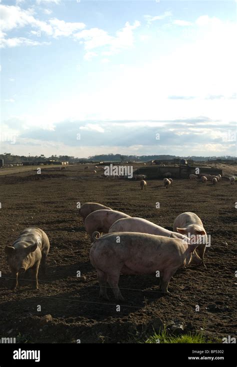 A Pig Farm In Suffolk Stock Photo Alamy