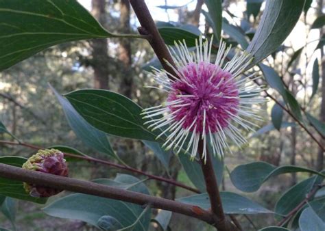 Hakea laurina – Pincushion Hakea | Gardening With Angus