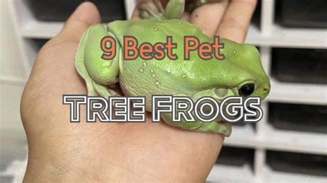 Top 9 Best Pet Tree Frogs For Beginners - The Pet Enthusiast