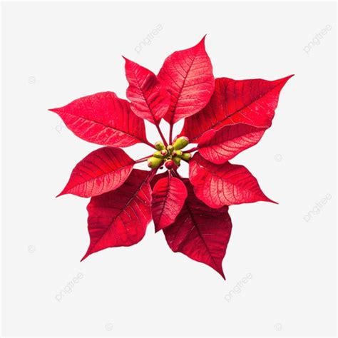 Flor De Nochebuena Roja PNG dibujos Un Símbolo De Navidad Flor De