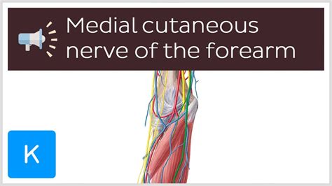 Medial Antebrachial Cutaneous Nerve