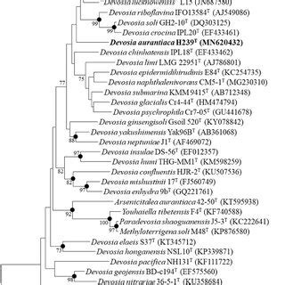 A Phylogenomic Tree Showing The Phylogenetic Relationships Between