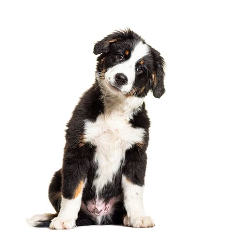 Premium Photo | Puppy bordernese dog mixedbreed border collie and ...