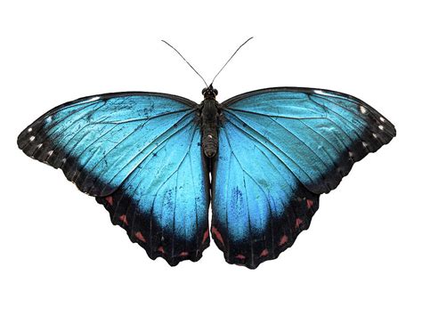 Blue Morpho Butterfly Wallpaper