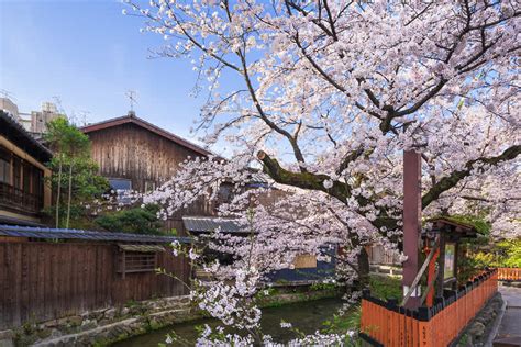 The Best Spots to Catch Kyoto’s Cherry Blossoms