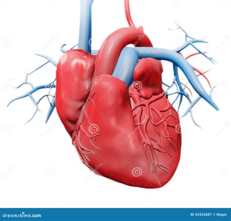 Anatomy Of The Human Heart