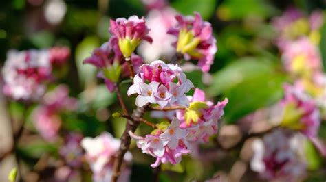 9 Flowering Daphne Varieties For Your Landscape