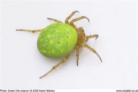 Green Orb Weaver Spider Uk - pic-leg