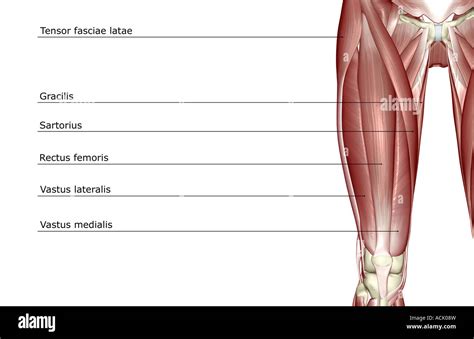 M Sculos Del Muslo Anatom A Fotograf As E Im Genes De Alta Resoluci N