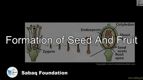 Formation Of Seed And Fruit General Science Lecture Sabaq Pk Youtube