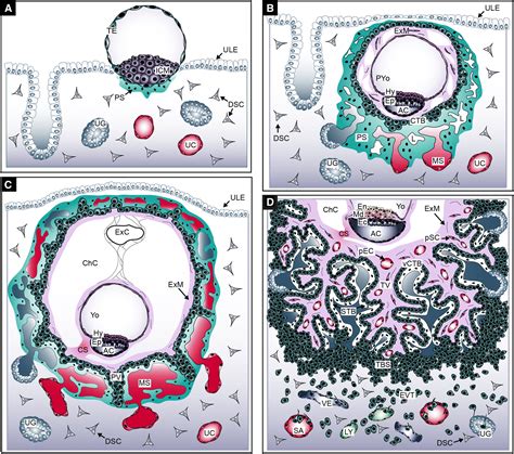 Human Placenta And Trophoblast Development Key Molecular Mechanisms