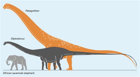 Titanosaur: largest land animal ever stomps again at Natural History Museum