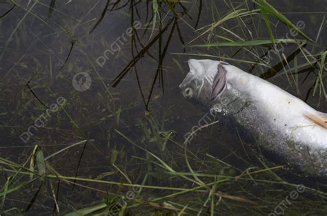 Fundo Peixe Morto Tóxico No Ecossistema De água Poluída Perigoso Podre