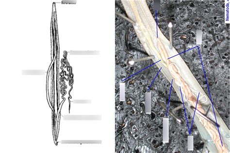 Male Ascaris Lab Diagram Quizlet