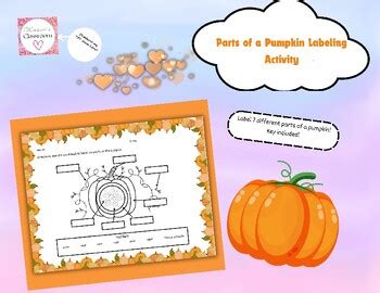 Parts Of A Pumpkin Labeling Activity By Katie S Classroom Tpt