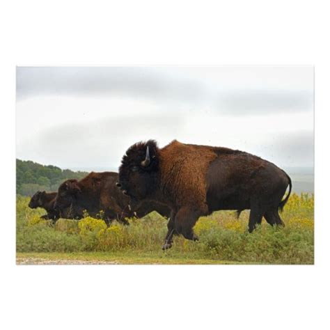 Photograph - American Buffalo Running | Zazzle