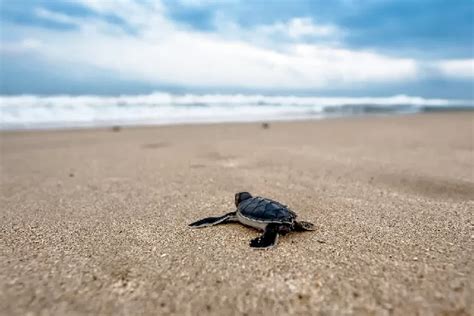 Penangkaran Penyu Tanjung Benoa Tempat Wisata Di Bali Yang Bisa Jadi